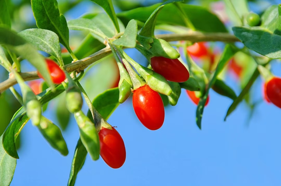 lyciet-commun-goji-2