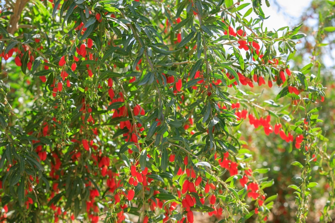 lyciet-commun-goji-4