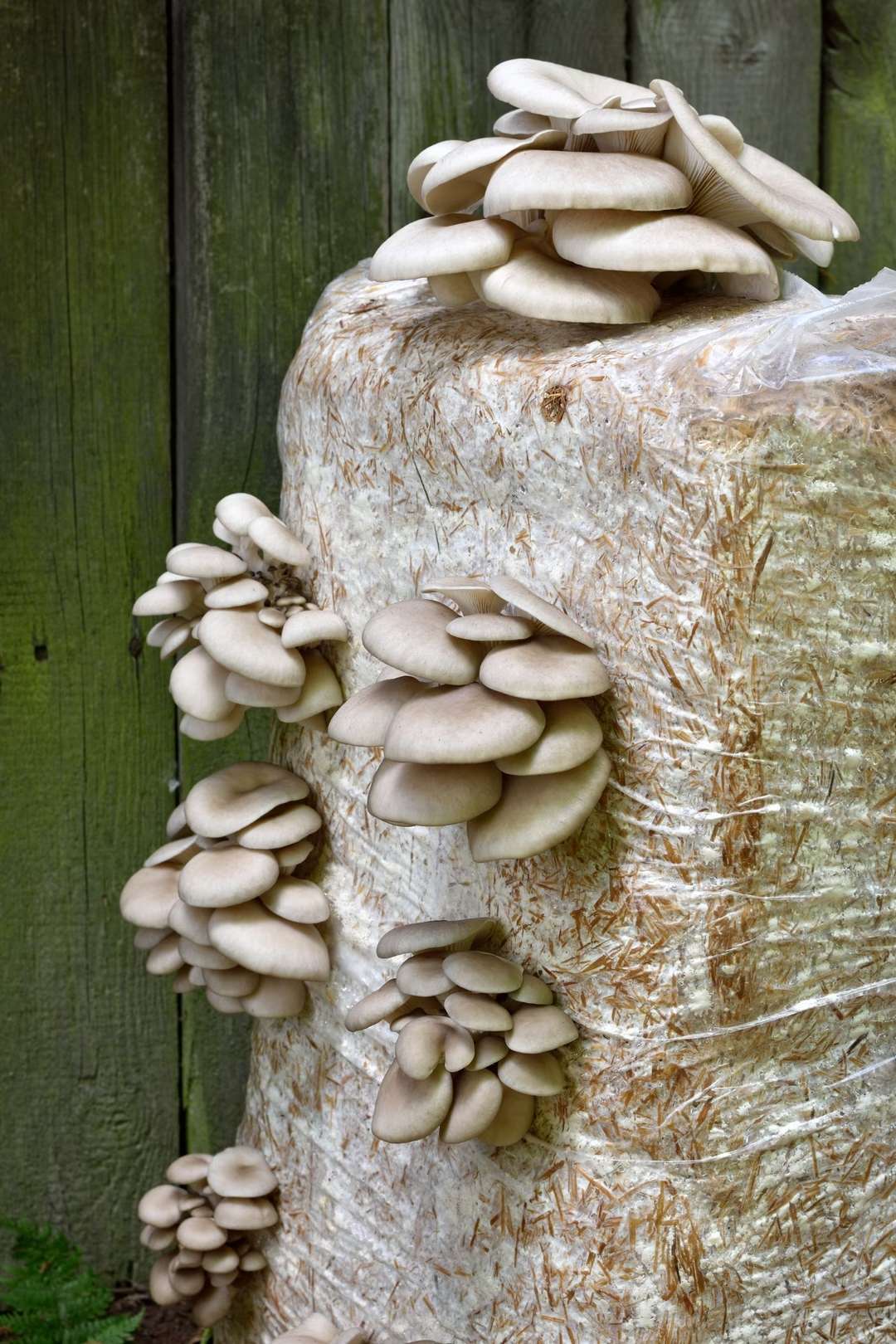 Le mycélium prend la forme de son moule