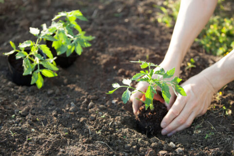 Planter ses tomates trop tôt peut ruiner la récolte