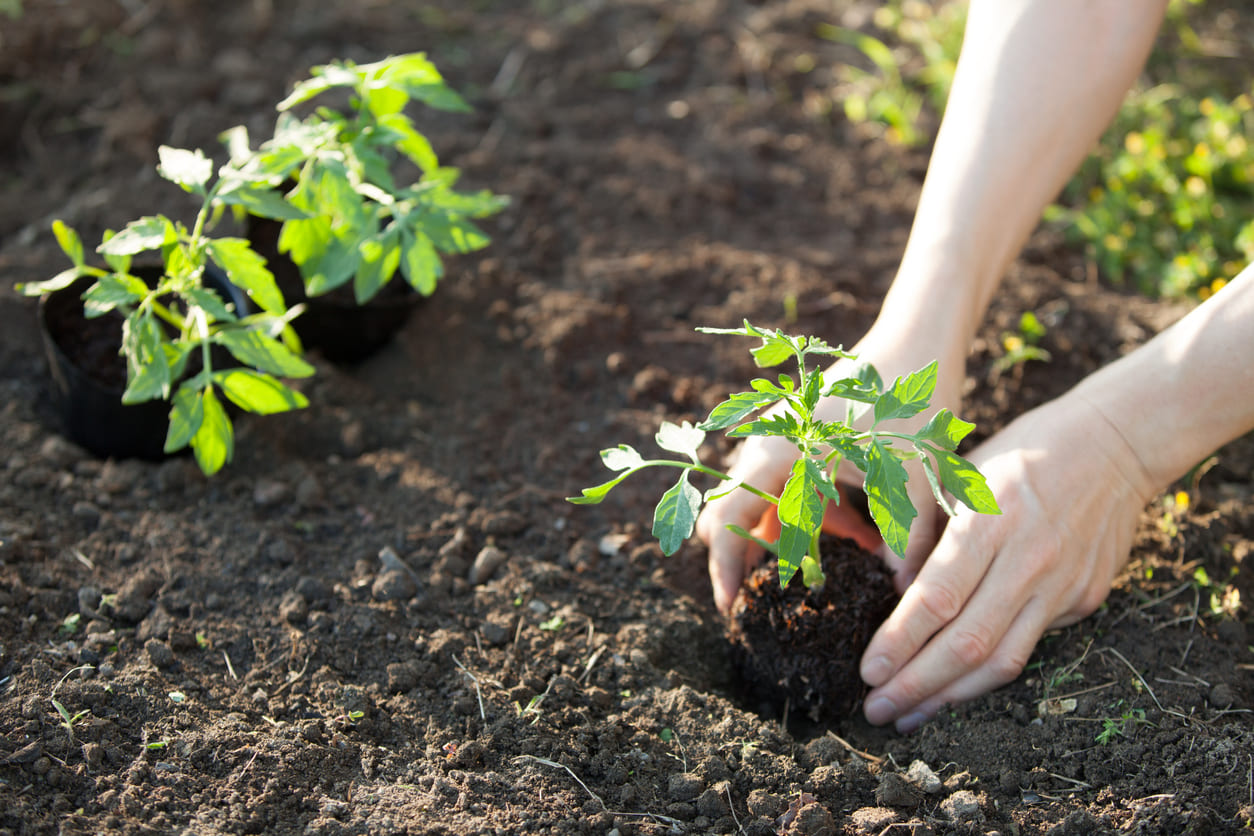 Planter ses tomates trop tôt peut ruiner la récolte