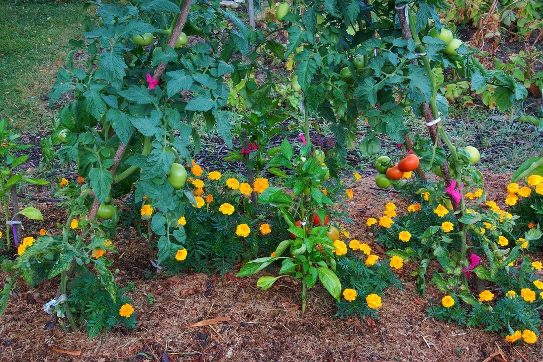 paillage potager plantes
