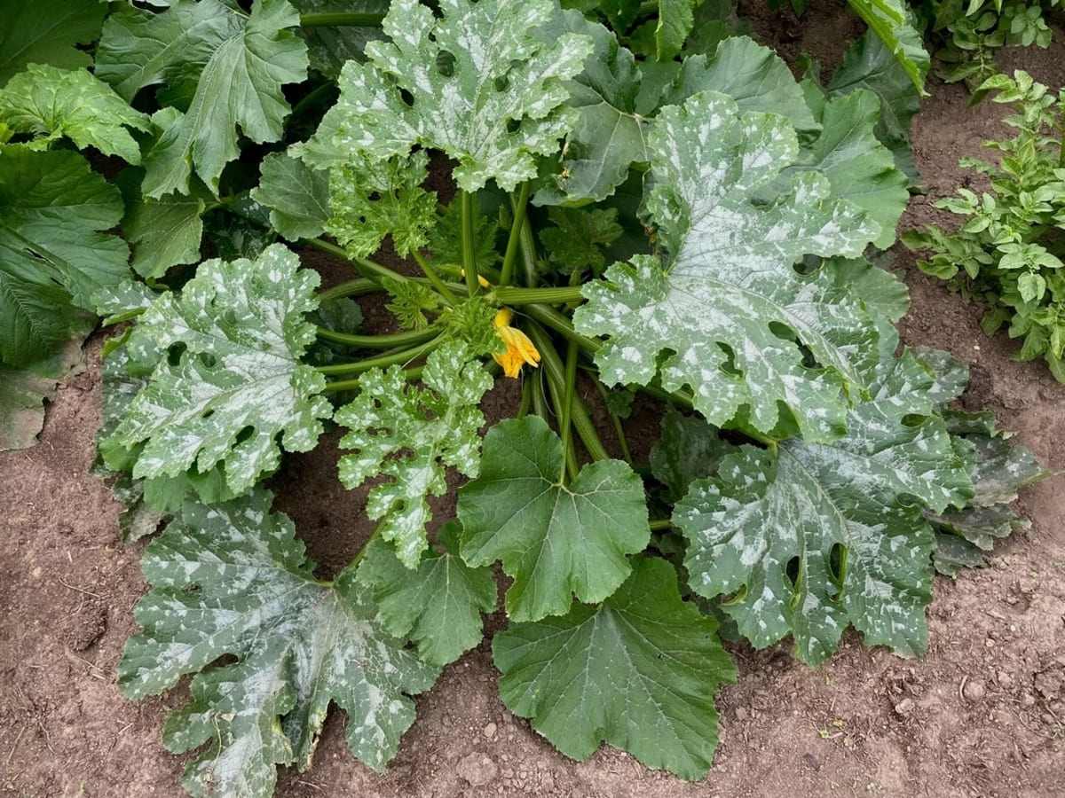 pied de courgette