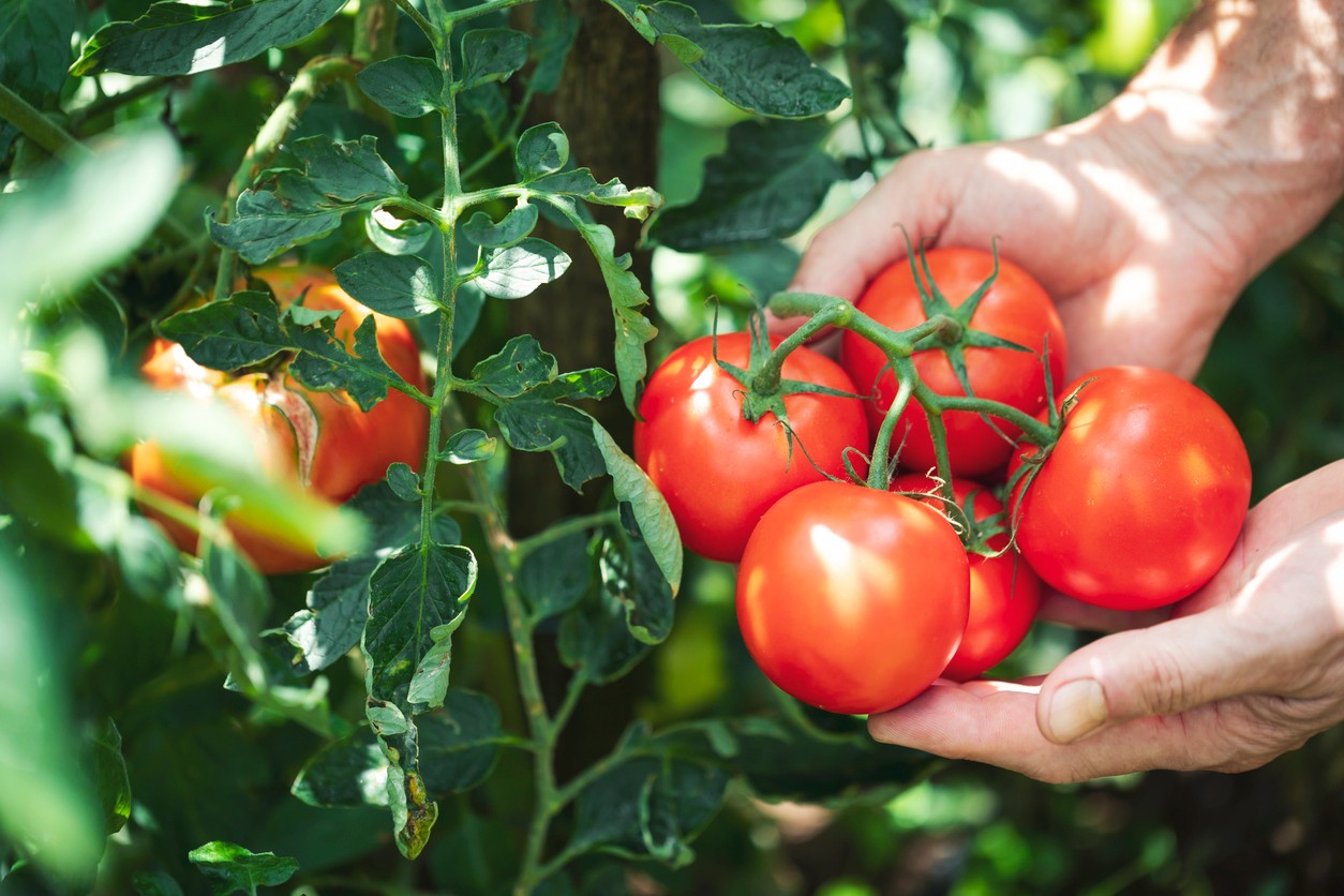 Plants de tomates qui ne poussent plus