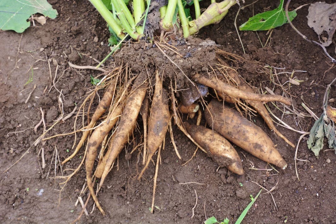 poire-de-terre-plante-semaine-2