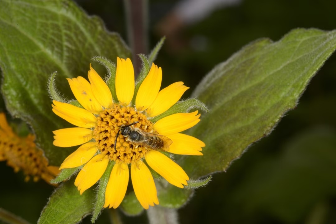 poire-de-terre-plante-semaine-3