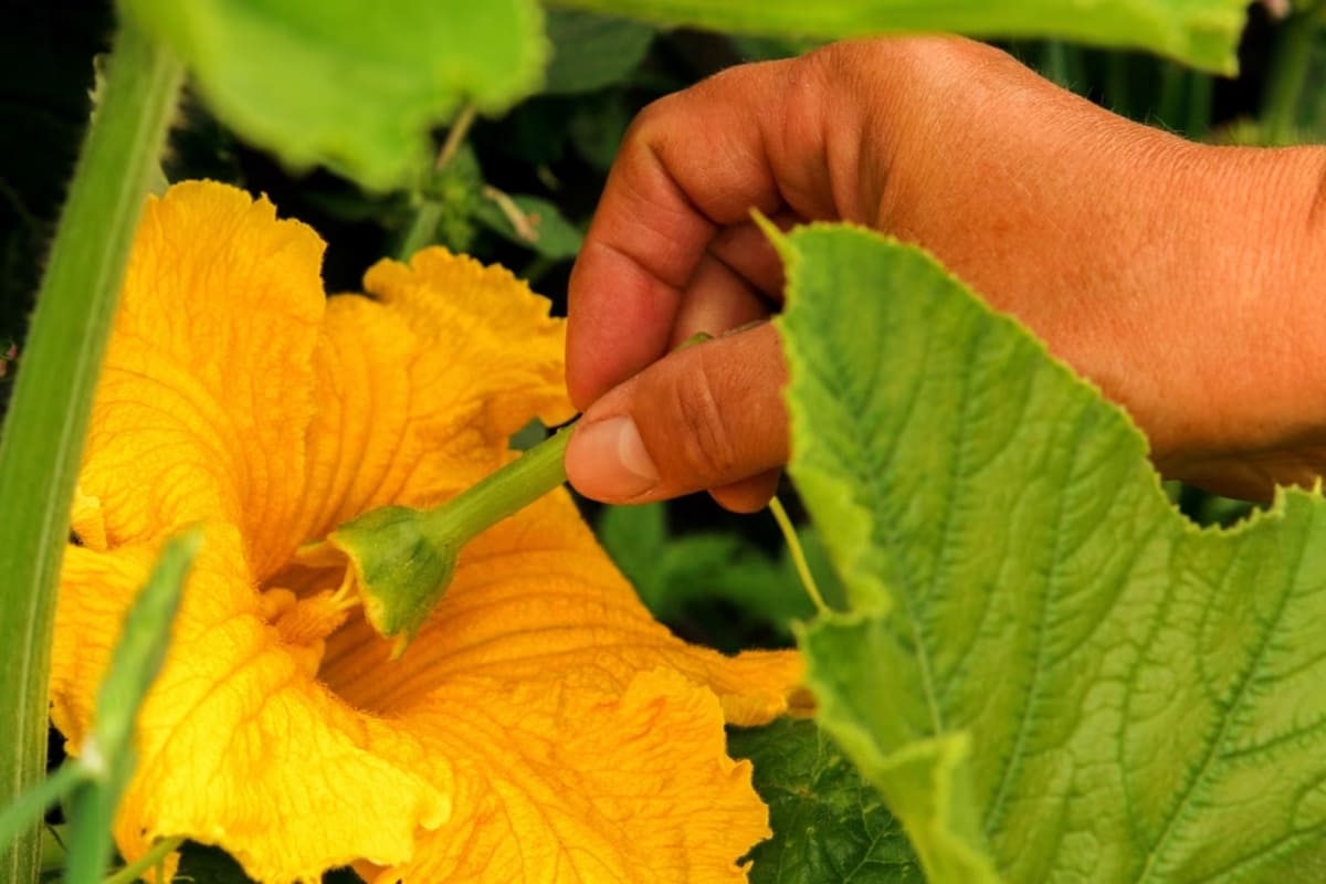 La pollinisation manuelle