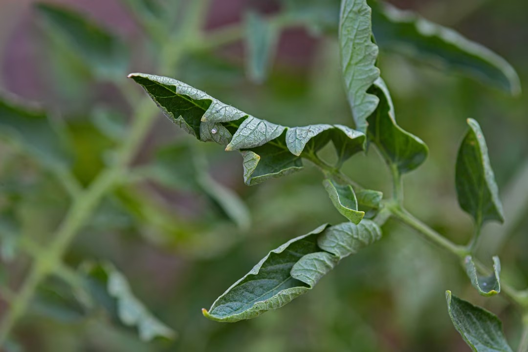 tomates-canicule-2