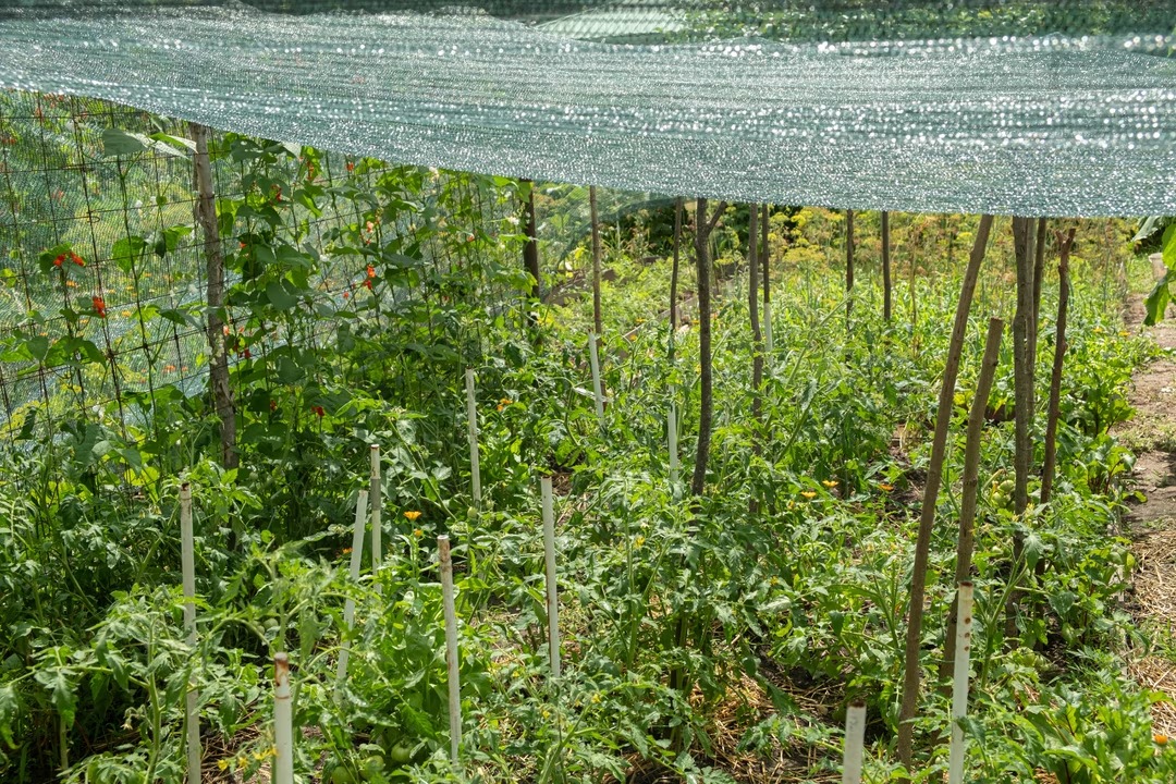 tomates-canicule-4