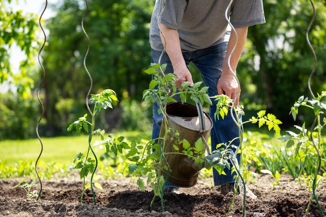 tomates-canicule-5