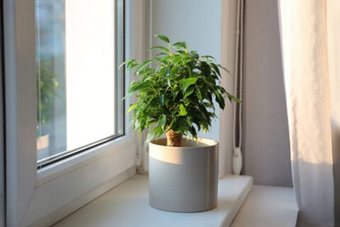 Votre ficus perd ses feuilles