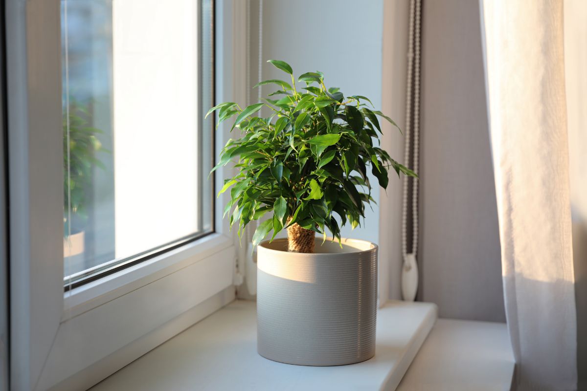 Votre ficus perd ses feuilles