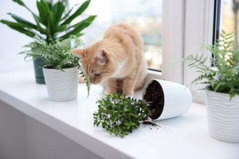 Long week-end : les astuces simples pour partir sans stress de la maison