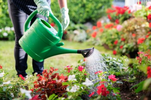 Arroser à cette heure de la journée permet d’éviter de gaspiller inutilement de l’eau au jardin