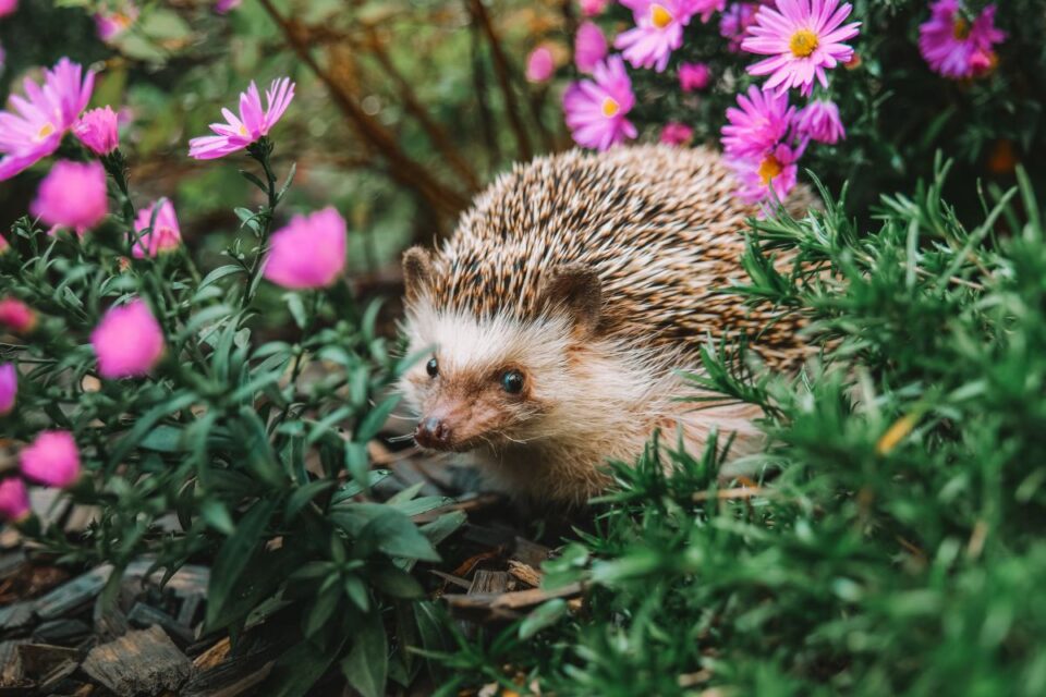Un hérisson dans votre jardin la nuit : ce que cela révèle sur votre biodiversité
