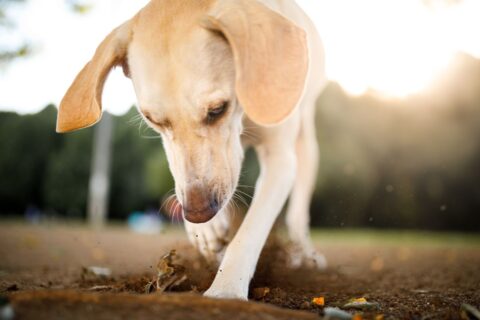 Votre chien creuse toujours au même endroit ? Ce comportement cache peut-être un message