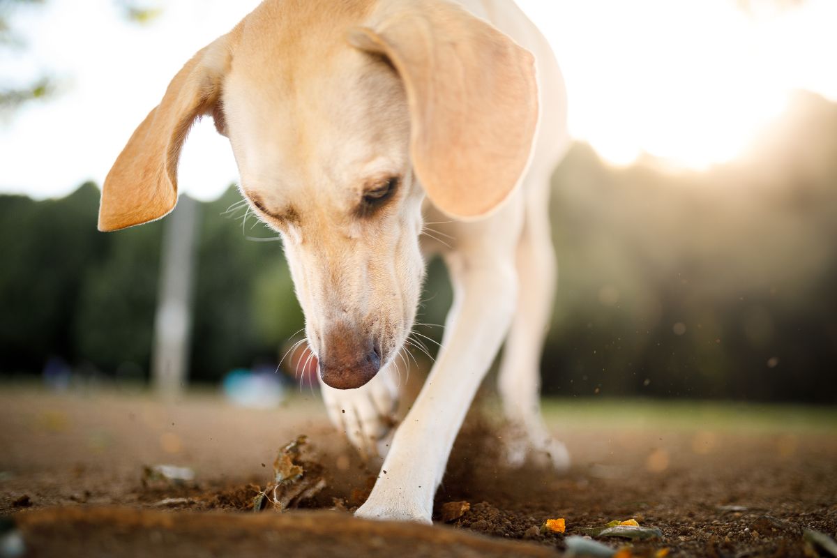 Votre chien creuse toujours au même endroit ? Ce comportement cache peut-être un message