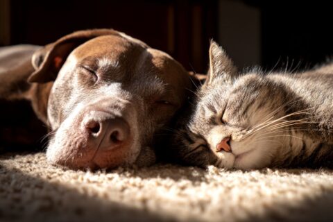 Canicule : ces gestes simples peuvent vraiment protéger votre chien ou votre chat de la chaleur