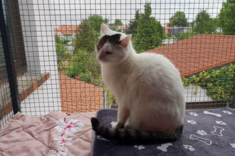 Chat stressé sur le balcon : l’astuce du filet qui peut tout changer