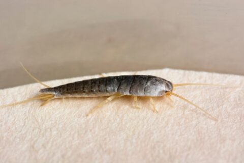Cet insecte que vous détestez pourrait pourtant devenir un allié précieux dans la maison