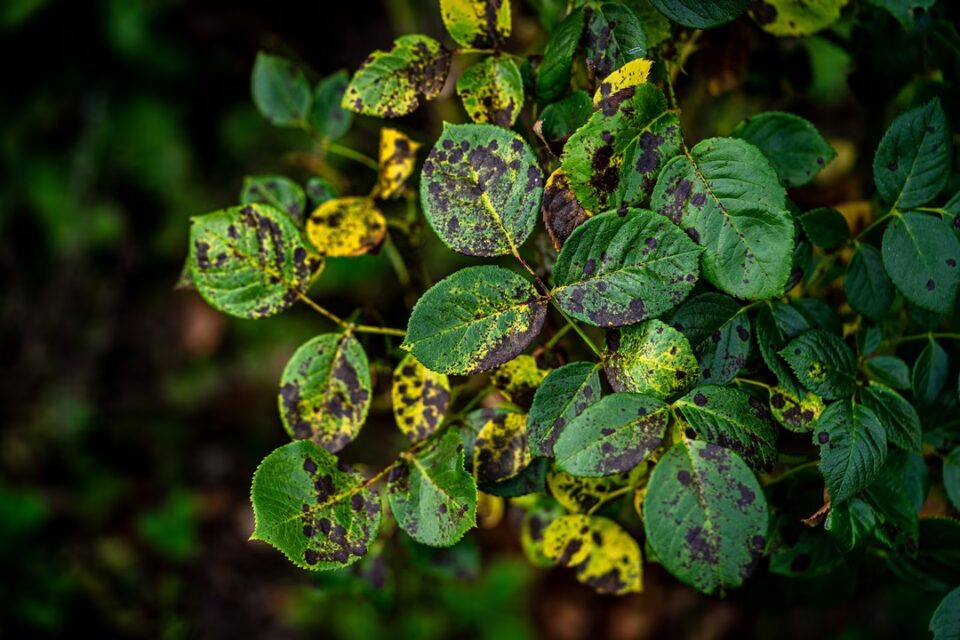 Feuillage d'un rosier couvert de taches noires, maladies dévastatrice. ©fotomolka, AdobeStock