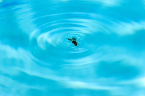 Guêpes et abeilles près de la piscine : les astuces simples pour les éloigner