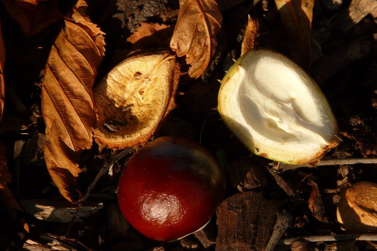 Fruit abîmé au jardin