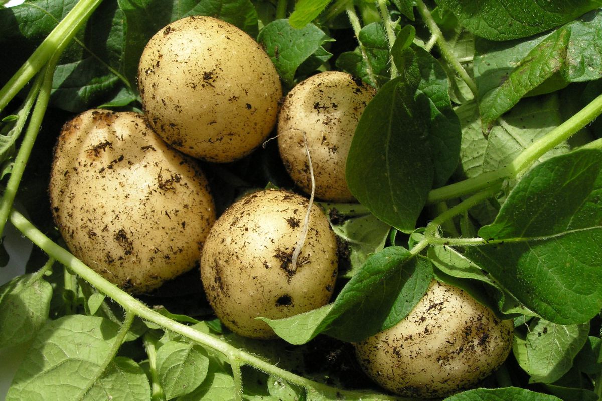 Pommes de terre nouvelles : le bon moment pour les récolter sans se tromper