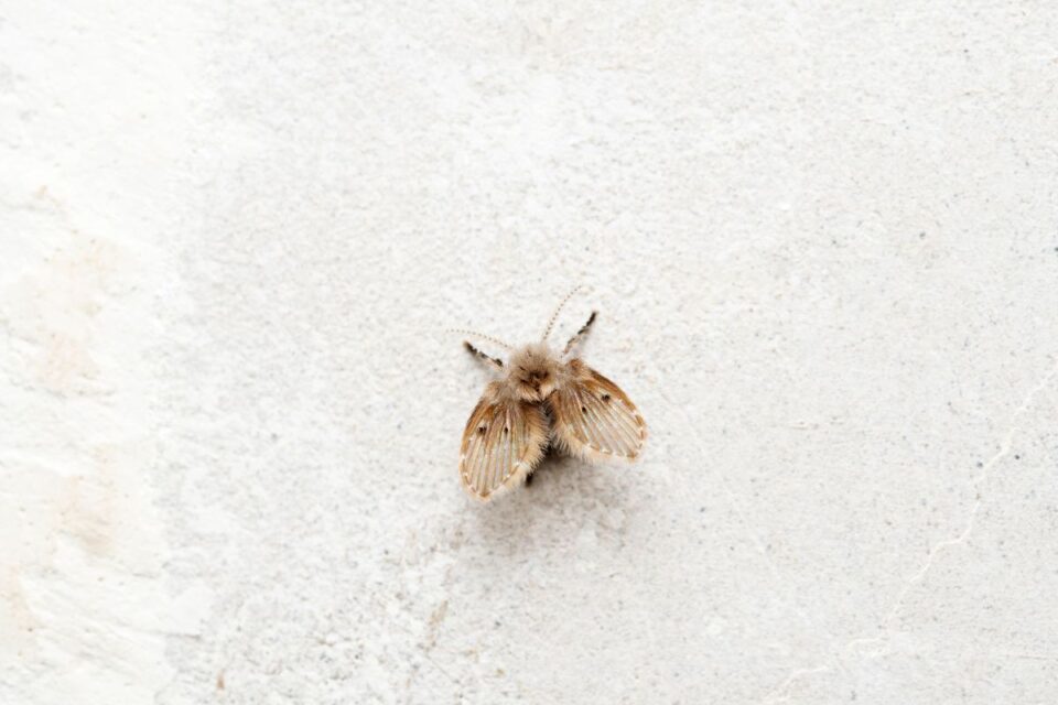 Les mouches d'égout mesurent entre 1 et 5 mm de longueur