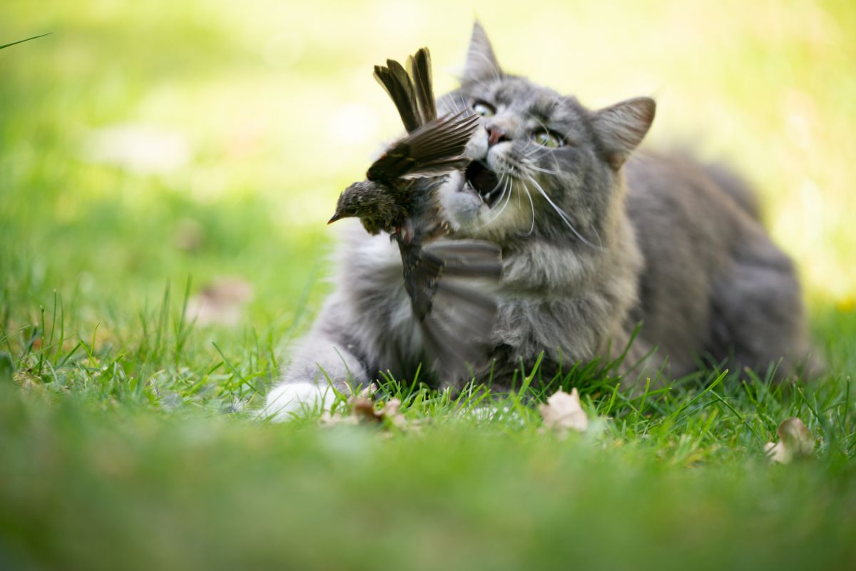Chats et oiseaux au jardin