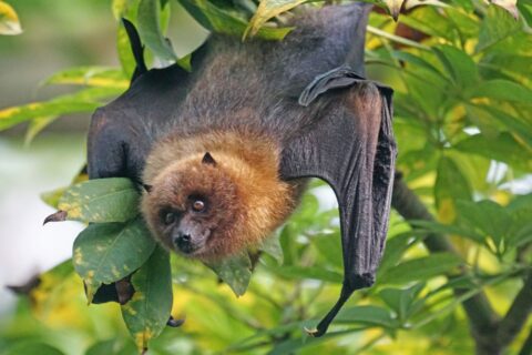 Chauves-souris près de la maison : pourquoi c’est souvent une excellente nouvelle