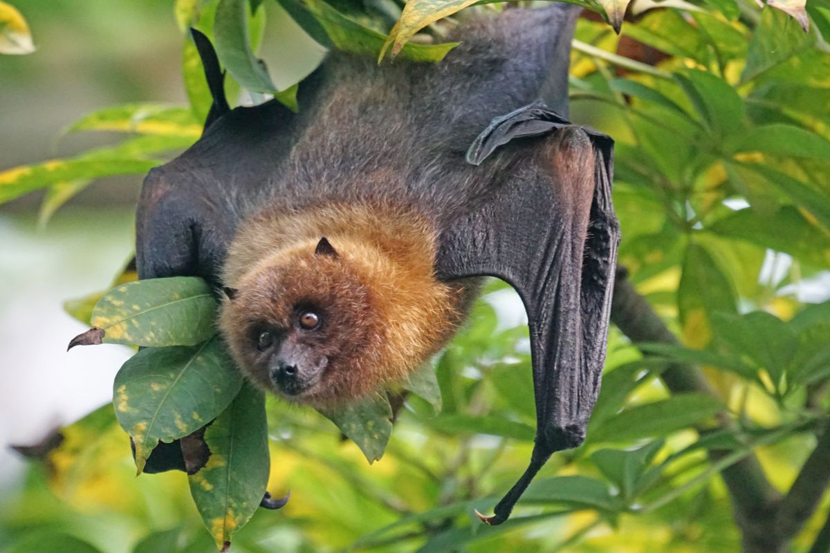 Chauves-souris près de la maison : pourquoi c’est souvent une excellente nouvelle