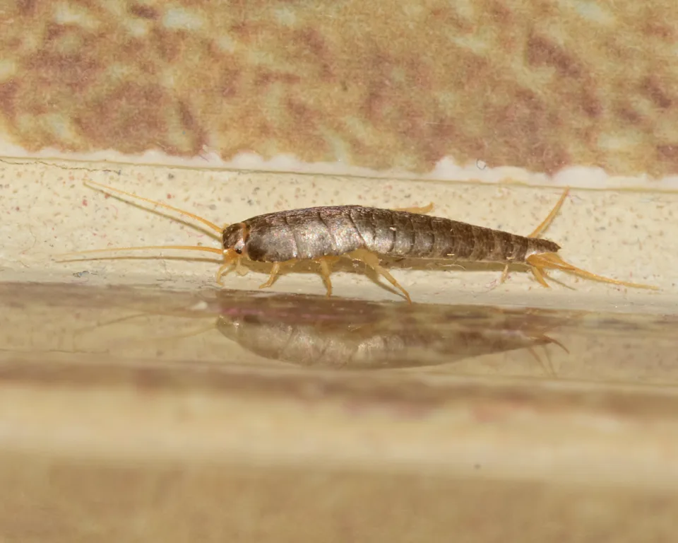 Le poisson d'argent peut mesurer jusqu'à 1,5 cm de long (crédit : getty image)