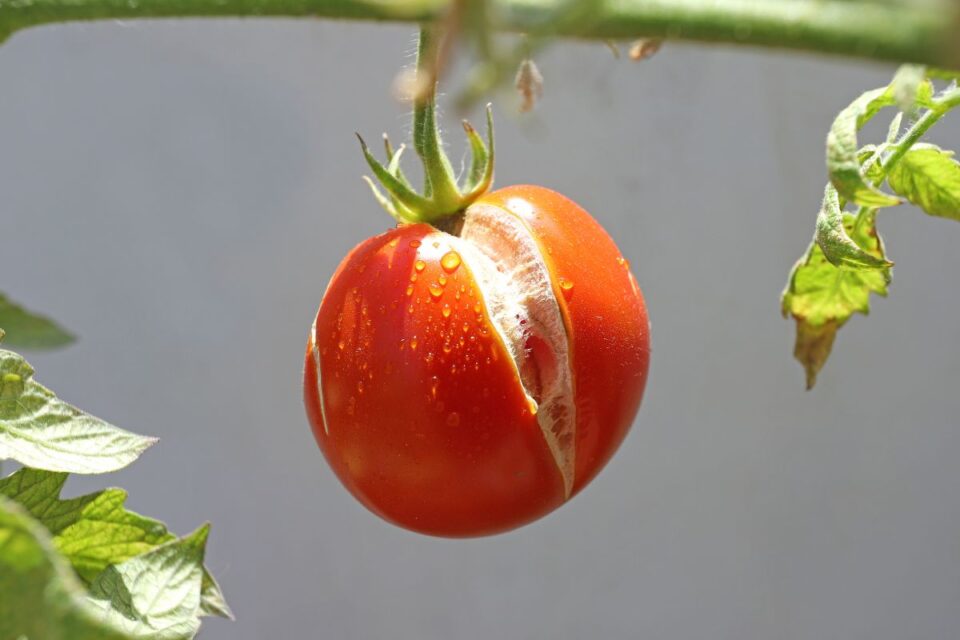 Tomates qui se fendent malgré l’arrosage : l’erreur que beaucoup ignorent