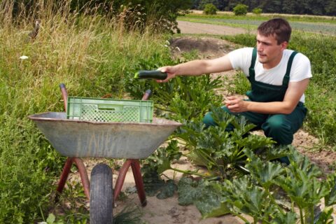 Courgettes qui jaunissent ou pourrissent : les erreurs à éviter pour sauver vos récoltes