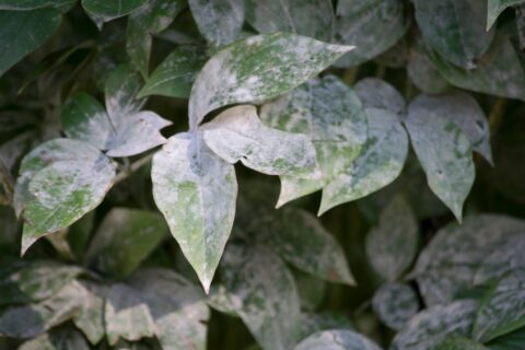Feuillage gris : pourquoi ces plantes résistent mieux aux fortes chaleurs