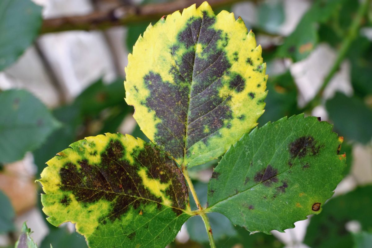 Feuilles d'un rosier infectées par la maladie des taches noires.