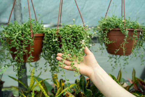 Cette succulente résiste à la sécheresse