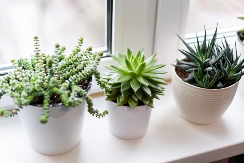 Prendre soin de sa succulente