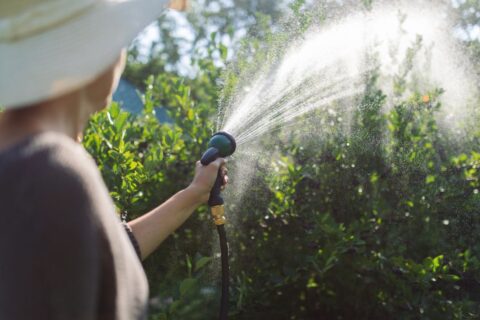 arrosage et canicule