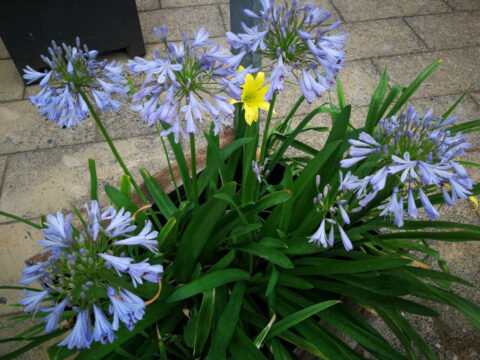 Agapanthe