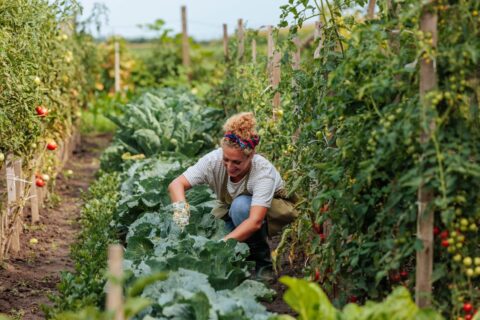 Ces plantes font équipe au potager