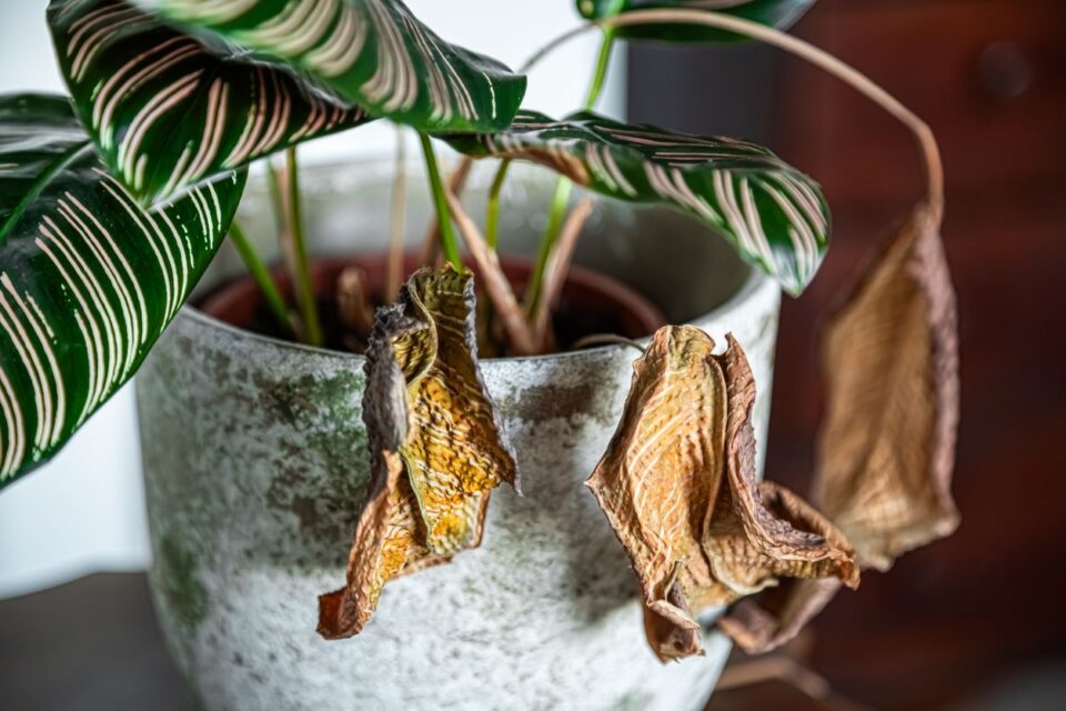 Plantes desséchées