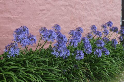 Agapanthe après floraison : les gestes à faire avant la fin de l’été