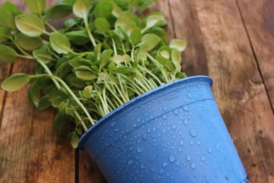 Faire prendre un bain à une plante desséchée