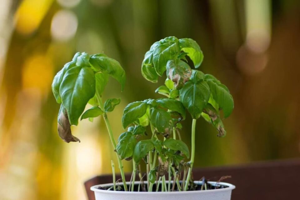 stress hydrique des plantes