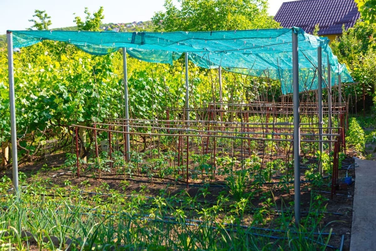jardin-changement-climatique-4