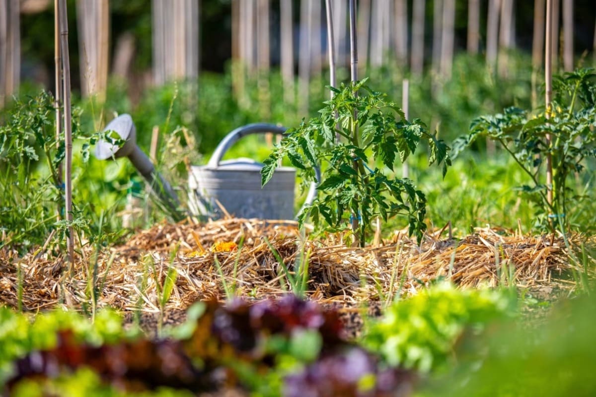 jardin-changement-climatique-5
