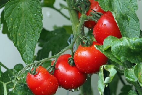 Tomates savoureuses avec moins d’eau : les secrets de jardiniers qui changent tout