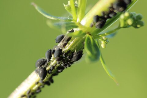 Anti-pucerons naturel : la recette économique au savon noir à connaître